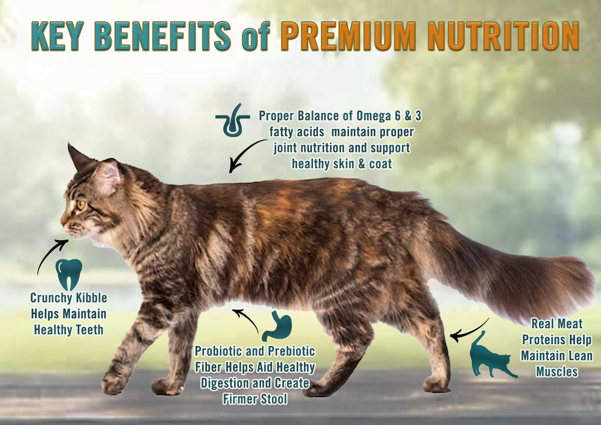 All Natural Grain-Free Dry Cat Food Salmon & Legumes 4lb T5253
