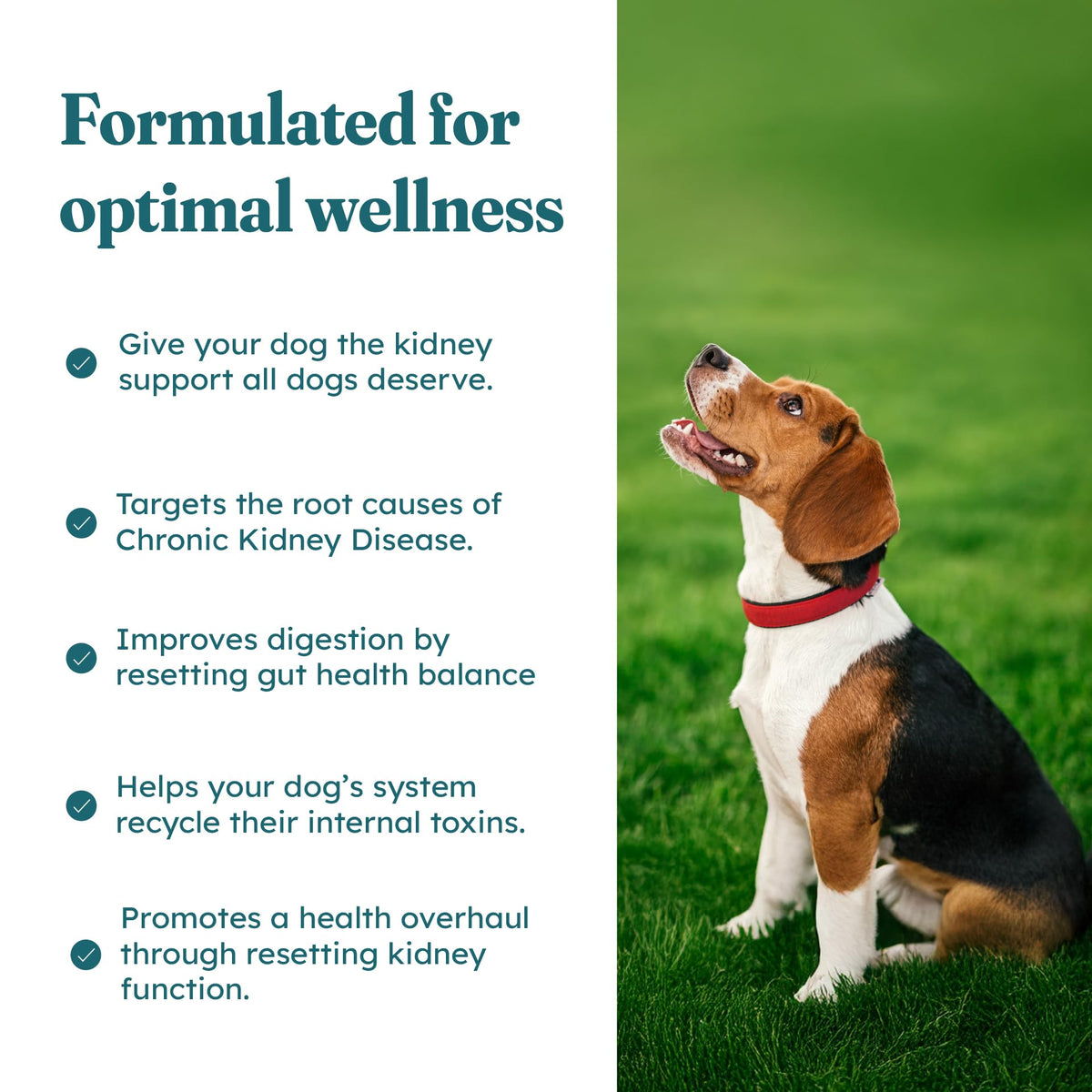 30 Soft Chews Pork Flavor Kidney Supplement for Dogs C302545
