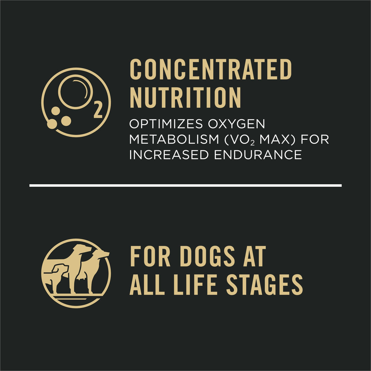 Salmon High Protein Dry Dog Food H921173