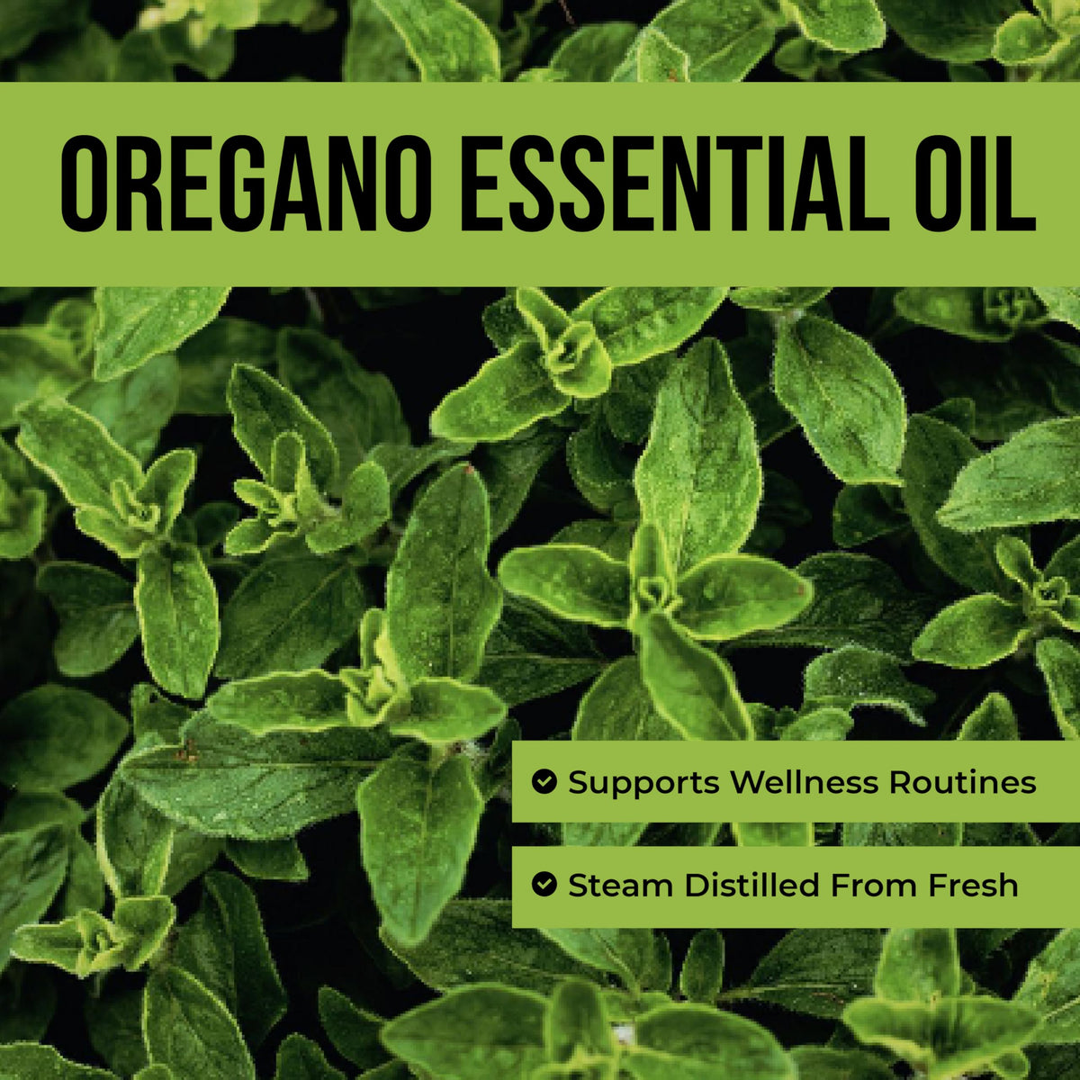 Steam Distilled Oregano Essential Oil 4 Fl Oz J528